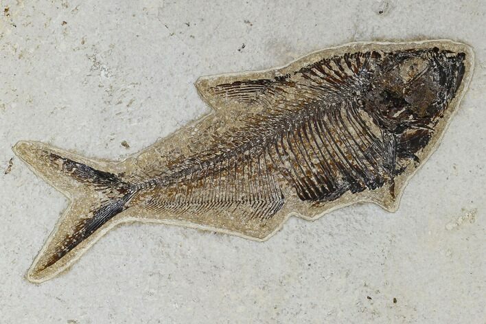 Fossil Fish (Diplomystus) - Green River Formation #117142